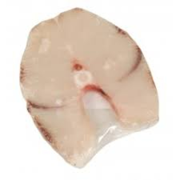 Γλαύκος Ατλαντικού σε φέτα ΣΑΡΒΑΜΗΣ 5kg