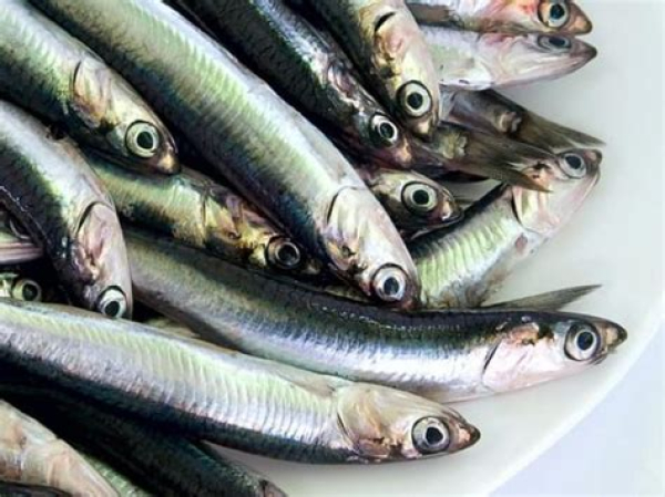 Γαύρος Μαρινάτος ΔΙΧΤΥ 1.7kg