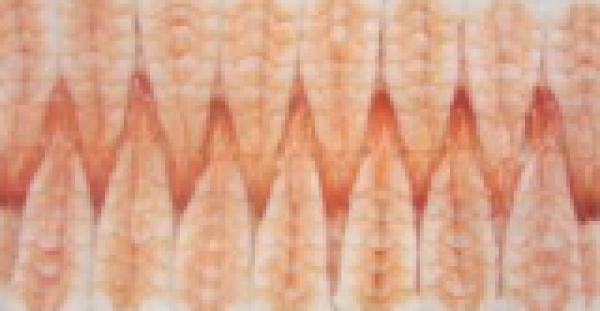 Γαρίδες Ebi Sushi 5L ΚΤΨ (20X240GR) TROFO '94 4,8kg